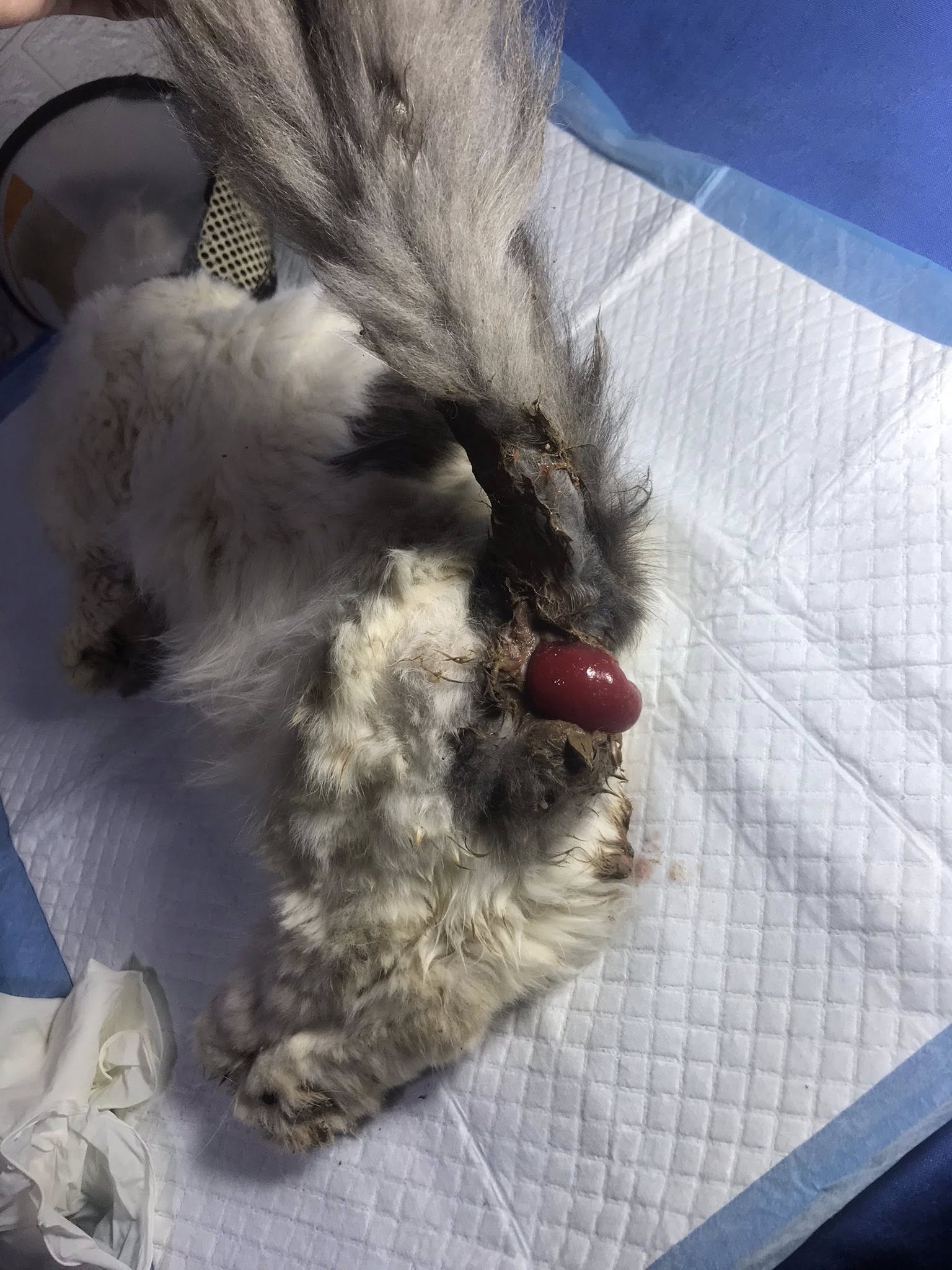 [🆕🇻🇳] Phòng khám Thú y NAN PET  🐶🦜 Top1Pets 🐱🐠 Khâu lòi dom cho em mèo
Nanpet 195 Ngô Xuân Quảng
0335 997 338
, shares-0✔️ , likes-2❤️️ , date-2025-04-26 02:29:58🐶🐱🇻🇳🇻🇳🇻🇳📰🆕