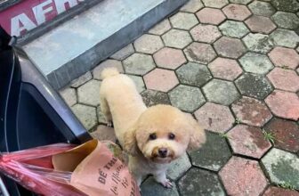 [🆕🇻🇳] Thương Thương Pet 🐶🦜 Top1Pets 🐱🐠 Đêm qua khoảng từ 1h sáng nhà mình có thất lạc 1 bạn poodle nâu nhạt, mặt hơi lem nhem, lông hơi bết. Bé tên Cún, giống đực, rất hiền, bé chờ chủ trc cửa 4 , shares-1✔️ , likes-25❤️️ , date-2025-01-01 19:27:55🐶🐱🇻🇳🇻🇳🇻🇳📰🆕