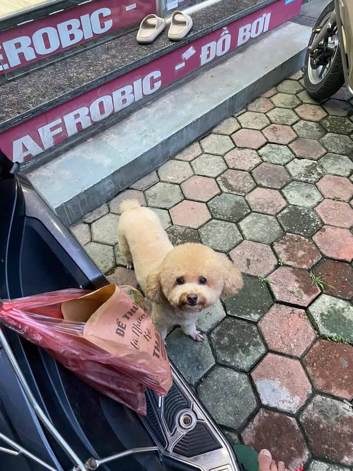 [🆕🇻🇳] Thương Thương Pet 🐶🦜 Top1Pets 🐱🐠 Đêm qua khoảng từ 1h sáng nhà mình có thất lạc 1 bạn poodle nâu nhạt, mặt hơi lem nhem, lông hơi bết. Bé tên Cún, giống đực, rất hiền, bé chờ chủ trc cửa 4 , shares-1✔️ , likes-25❤️️ , date-2025-01-01 19:27:55🐶🐱🇻🇳🇻🇳🇻🇳📰🆕