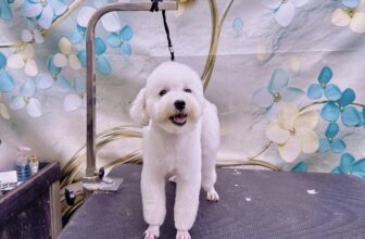 [🆕🇻🇳] Noobi Pet Shop 🐶🦜 Top1Pets 🐱🐠 Mưa gió thì kệ mưa gió . Cứ phải xinh gái đã thì tính sau nha
, shares-0✔️ , likes-3❤️️ , date-2024-08-23 18:21:07🐶🐱🇻🇳🇻🇳🇻🇳📰🆕