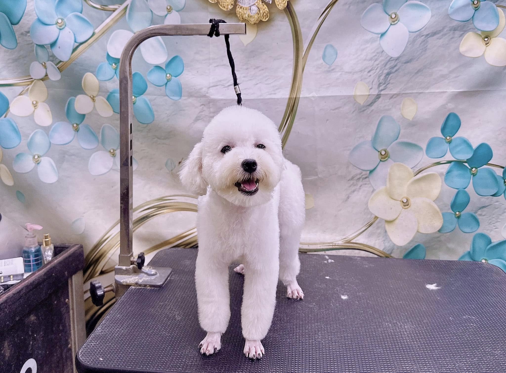 [🆕🇻🇳] Noobi Pet Shop 🐶🦜 Top1Pets 🐱🐠 Mưa gió thì kệ mưa gió . Cứ phải xinh gái đã thì tính sau nha
, shares-0✔️ , likes-3❤️️ , date-2024-08-23 18:21:07🐶🐱🇻🇳🇻🇳🇻🇳📰🆕