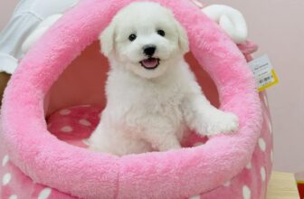 [🆕🇻🇳] Pet Universe – Spa & Pet Shop cơ sở 28 Cầu Giấy 🐶🦜 Top1Pets 🐱🐠 Em bé xinh xinh đợi ba mẹ đón
Free tẩy giun
Free tiêm phòng 1 mũi
Bảo hành Care , Pravo 7 ngày𝐏𝐄𝐓 𝐔𝐍𝐈𝐕𝐄𝐑𝐒𝐄 – 𝐒𝐏𝐀
Address  :
𝐂𝐨̛ 𝐬𝐨̛̉ 1: 940 Đưo , shares-1✔️ , likes-2❤️️ , date-2025-03-12 07:31:58🐶🐱🇻🇳🇻🇳🇻🇳📰🆕