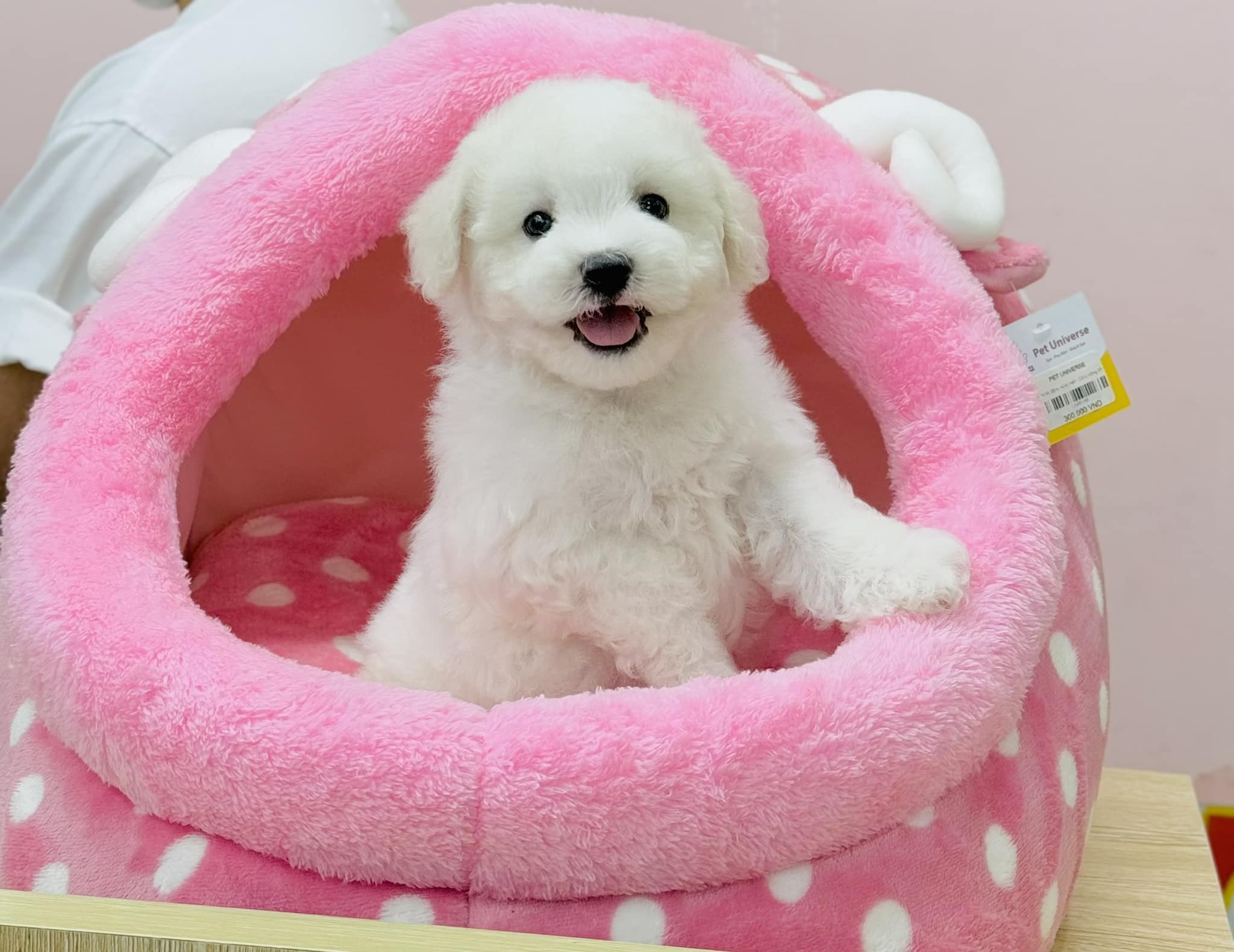 [🆕🇻🇳] Pet Universe – Spa & Pet Shop cơ sở 28 Cầu Giấy 🐶🦜 Top1Pets 🐱🐠 Em bé xinh xinh đợi ba mẹ đón
Free tẩy giun
Free tiêm phòng 1 mũi
Bảo hành Care , Pravo 7 ngày𝐏𝐄𝐓 𝐔𝐍𝐈𝐕𝐄𝐑𝐒𝐄 – 𝐒𝐏𝐀
Address  :
𝐂𝐨̛ 𝐬𝐨̛̉ 1: 940 Đưo , shares-1✔️ , likes-2❤️️ , date-2025-03-12 07:31:58🐶🐱🇻🇳🇻🇳🇻🇳📰🆕