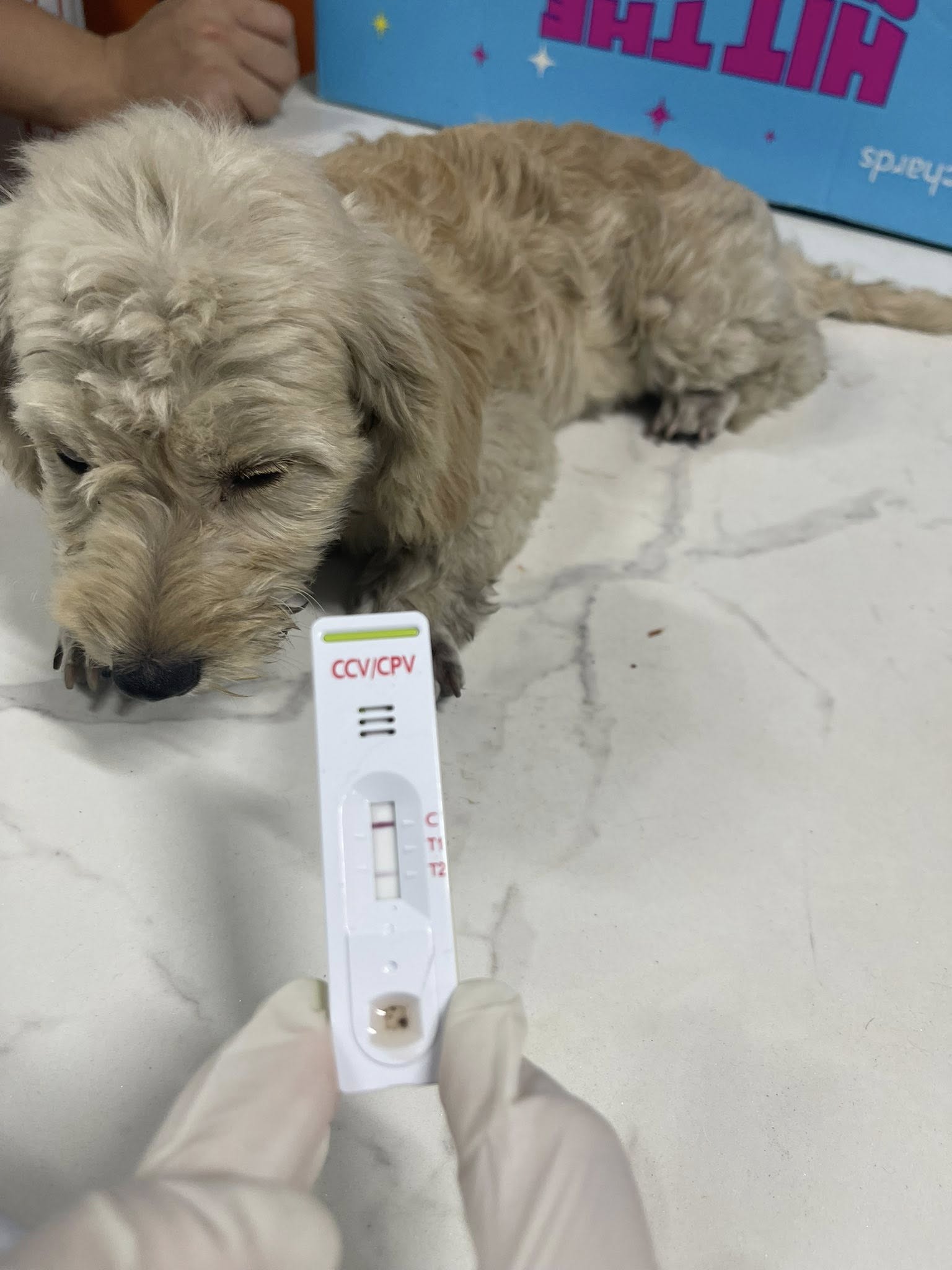 [🆕🇻🇳] Bệnh Viện thú y Nicepet 15 Hồng Tiến 🐶🦜 Top1Pets 🐱🐠 Phòng bệnh parvo virus trên chó như thế nào??
Để phòng ngừa bệnh parvo ở chó, cần tuân thủ đúng lịch chủng ngừa và làm vệ sinh sạch sẽ nơi ở của chó.C , shares-0✔️ , likes-2❤️️ , date-2025-05-18 22:00:11🐶🐱🇻🇳🇻🇳🇻🇳📰🆕