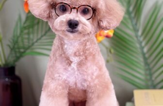 [🆕🇻🇳] Paws Pet House 🐶🦜 Top1Pets 🐱🐠 Summer vẫy gọi________________Spa & Grooming & Cat Hotel & Cattery
Opening hours :9am – 6pm
Phone : 090 6909761
Sky garden 3 , P.Tân Phong, Quận 7#d , shares-0✔️ , likes-2❤️️ , date-2025-05-06 21:53:32🐶🐱🇻🇳🇻🇳🇻🇳📰🆕