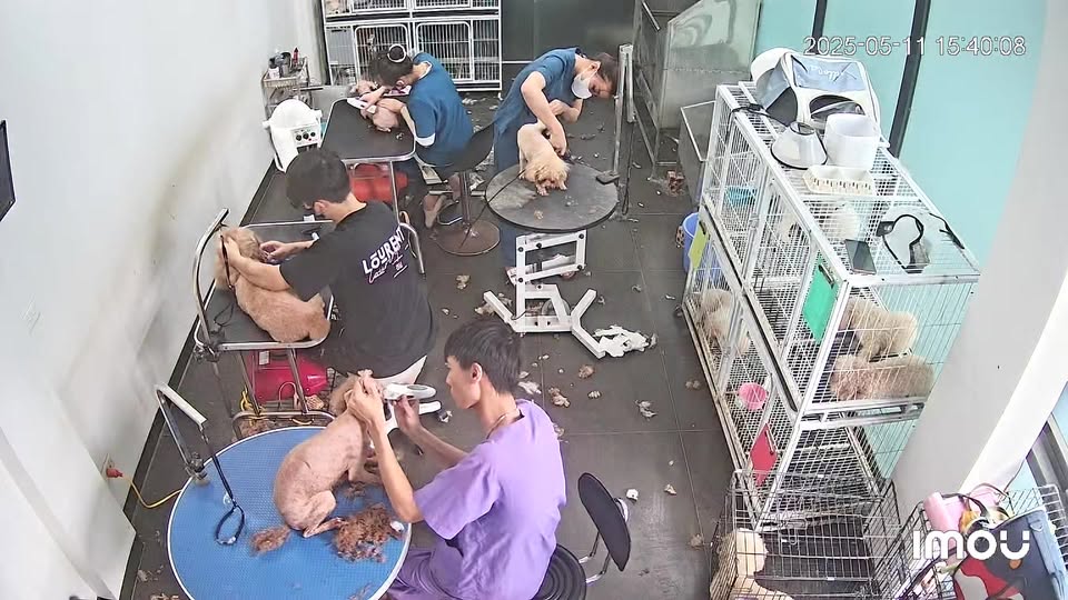 [🆕🇻🇳] Bệnh Viện Thú Y Petty Care – Spa & Pet Shop 🐶🦜 Top1Pets 🐱🐠 Các bé lần lượt đến thay áo hè   chuẩn bị đi bển , shares-0✔️ , likes-10❤️️ , date-2025-05-12 03:17:46🐶🐱🇻🇳🇻🇳🇻🇳📰🆕