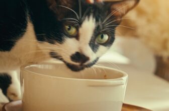 [🆕🇻🇳] The Cattitude – Homemade Pet Food 🐶🦜 Top1Pets 🐱🐠 PATE HAY SOUP? B\u1ea2N GIAO H\u01af\u1edeNG C\u0102NG TH\u1eb2NG TRONG B\u1ebeP\nCh\u00e0o, t\u00f4i X\u1ea5u \u0111\u00e2y, nay c\u00f3 ch\u00fat chuy\u1 , shares-2✔️ , likes-22❤️️ , date-2025-05-13 03:02:40🐶🐱🇻🇳🇻🇳🇻🇳📰🆕