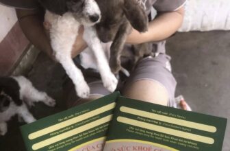 [🆕🇻🇳] Dịch Vụ Thú Y Tại Nhà Huế 🐶🦜 Top1Pets 🐱🐠 MUỐN CHĂM SÓC SỨC KHOẺ THÚ CƯNG THẬT TỐTĐầu tiên bạn phải TIÊM PHÒNG  đầy đủ cho pet
Ở : Tiêm ngừa vaccine phòng 5 bệnh, 7 bệnh truyền nhiễm
Ở : Tiêm  , shares-0✔️ , likes-0❤️️ , date-2025-05-17 00:00:05🐶🐱🇻🇳🇻🇳🇻🇳📰🆕