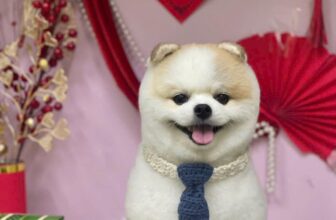 [🆕🇻🇳] Mpet House – Ngôi nhà thú cưng – Spa, phụ kiện, khách sạn thú cưng 🐶🦜 Top1Pets 🐱🐠 TUYỂN MẪU TẮM FREE
ƯU TIÊN KHÁCH HÀNG CŨ CỦA MPET
Hiện tại bên mình cần tuyển mẫu cún cho học viên thực hành tắm sấy vệ sinh.
* Quyền lợi:
– Được vệ sinh , shares-0✔️ , likes-0❤️️ , date-2025-03-14 22:46:08🐶🐱🇻🇳🇻🇳🇻🇳📰🆕