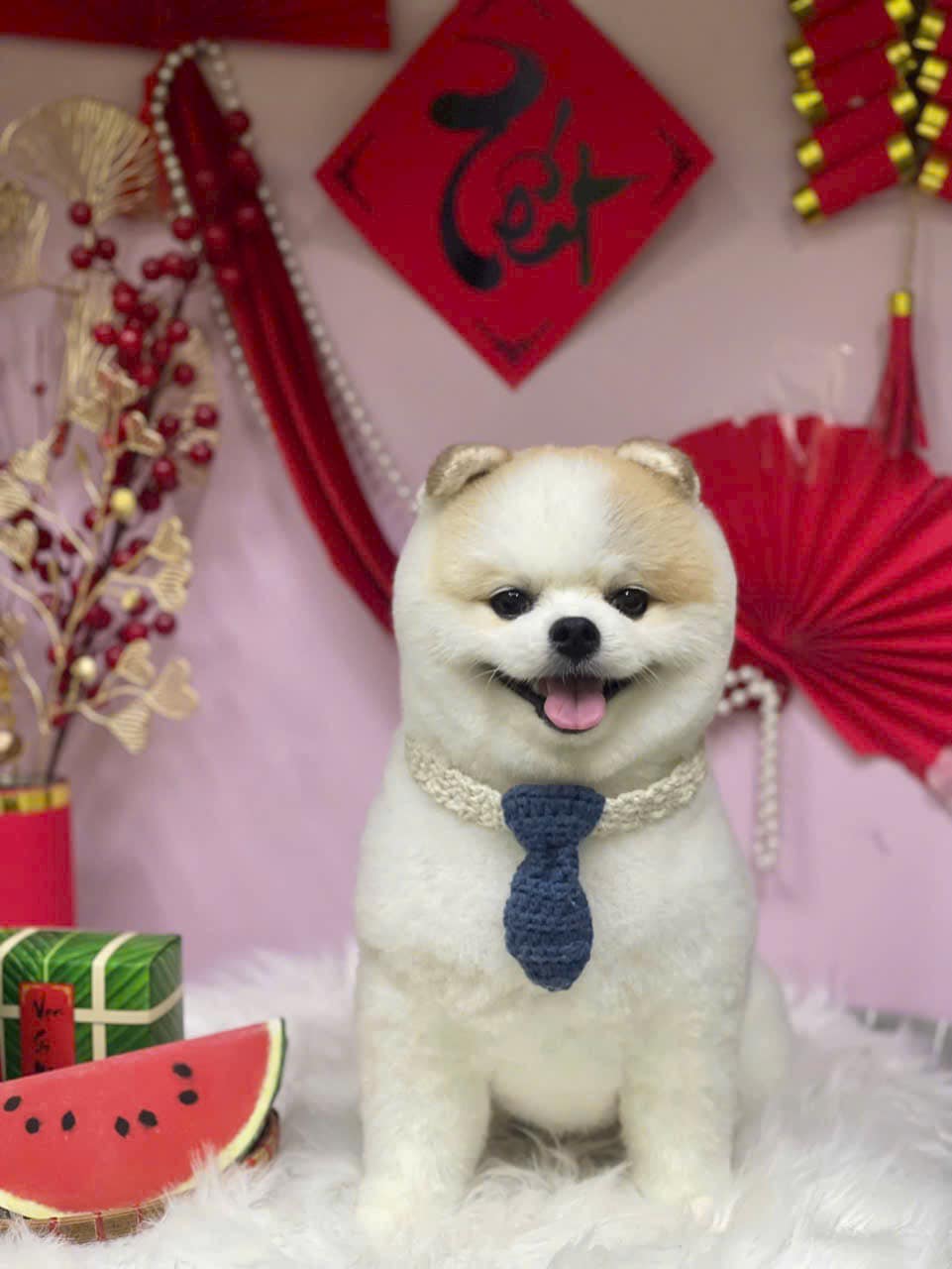 [🆕🇻🇳] Mpet House – Ngôi nhà thú cưng – Spa, phụ kiện, khách sạn thú cưng 🐶🦜 Top1Pets 🐱🐠 TUYỂN MẪU TẮM FREE
ƯU TIÊN KHÁCH HÀNG CŨ CỦA MPET
Hiện tại bên mình cần tuyển mẫu cún cho học viên thực hành tắm sấy vệ sinh.
* Quyền lợi:
– Được vệ sinh , shares-0✔️ , likes-0❤️️ , date-2025-03-14 22:46:08🐶🐱🇻🇳🇻🇳🇻🇳📰🆕