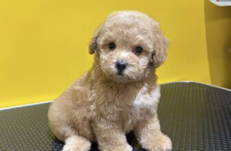 [🆕🇻🇳] Cường HT Pets Spa – Cắt Tỉa Làm Đẹp Thú Cưng 🐶🦜 Top1Pets 🐱🐠 4 cục bông xinh xinh quá nè, shares-0✔️ , likes-2❤️️ , date-2025-05-17 21:17:42🐶🐱🇻🇳🇻🇳🇻🇳📰🆕