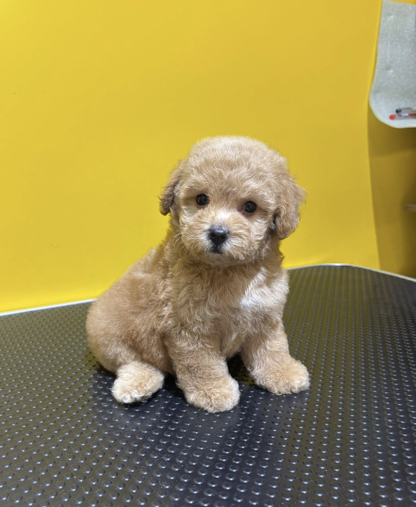 [🆕🇻🇳] Cường HT Pets Spa – Cắt Tỉa Làm Đẹp Thú Cưng 🐶🦜 Top1Pets 🐱🐠 4 cục bông xinh xinh quá nè, shares-0✔️ , likes-2❤️️ , date-2025-05-17 21:17:42🐶🐱🇻🇳🇻🇳🇻🇳📰🆕