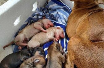 [🆕🇻🇳] Thú Y Tại Nhà 24/24 🐶🦜 Top1Pets 🐱🐠 Ca mổ thành côn mẹ tròn con vuông 5 cháu
, shares-1✔️ , likes-1❤️️ , date-2025-05-20 16:50:35🐶🐱🇻🇳🇻🇳🇻🇳📰🆕