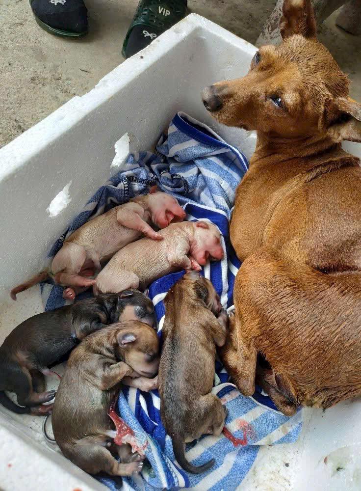 [🆕🇻🇳] Thú Y Tại Nhà 24/24 🐶🦜 Top1Pets 🐱🐠 Ca mổ thành côn mẹ tròn con vuông 5 cháu
, shares-1✔️ , likes-1❤️️ , date-2025-05-20 16:50:35🐶🐱🇻🇳🇻🇳🇻🇳📰🆕