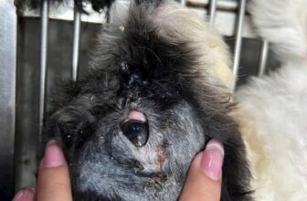 [🆕🇻🇳] Thú Y Tại Nhà 24/24 🐶🦜 Top1Pets 🐱🐠 Cắt mộng mắt (cherry eyes)
, shares-0✔️ , likes-1❤️️ , date-2025-05-24 17:16:02🐶🐱🇻🇳🇻🇳🇻🇳📰🆕