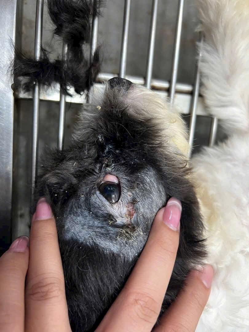 [🆕🇻🇳] Thú Y Tại Nhà 24/24 🐶🦜 Top1Pets 🐱🐠 Cắt mộng mắt (cherry eyes)
, shares-0✔️ , likes-1❤️️ , date-2025-05-24 17:16:02🐶🐱🇻🇳🇻🇳🇻🇳📰🆕