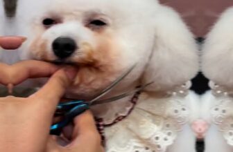 [🆕🇻🇳] Bắp Lùn Pet Spa – Chăm sóc thú cưng 🐶🦜 Top1Pets 🐱🐠 𝐒𝐓𝐘𝐋𝐄 𝐌𝐀̣̆𝐓 𝐓𝐑𝐎̀𝐍 Đ𝐔̛𝐎̛̣𝐂 𝐔̛𝐀 𝐂𝐇𝐔𝐎̣̂𝐍𝐆 𝐍𝐇Ấ𝐓Địa chỉ :272/11 đường 30/4 Chánh Nghĩa TP Thủ Dầu Một Bình Dương
– Thời gian làm việc: 08-20h từ Thứ 2 đến Ch , shares-0✔️ , likes-53❤️️ , date-2025-05-27 04:27:59🐶🐱🇻🇳🇻🇳🇻🇳📰🆕