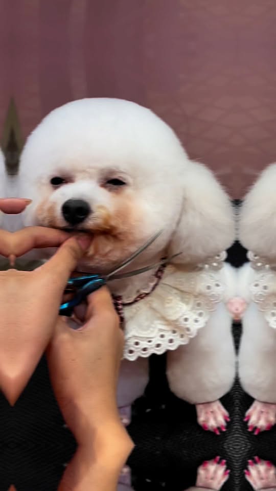 [🆕🇻🇳] Bắp Lùn Pet Spa – Chăm sóc thú cưng 🐶🦜 Top1Pets 🐱🐠 𝐒𝐓𝐘𝐋𝐄 𝐌𝐀̣̆𝐓 𝐓𝐑𝐎̀𝐍 Đ𝐔̛𝐎̛̣𝐂 𝐔̛𝐀 𝐂𝐇𝐔𝐎̣̂𝐍𝐆 𝐍𝐇Ấ𝐓Địa chỉ :272/11 đường 30/4 Chánh Nghĩa TP Thủ Dầu Một Bình Dương
– Thời gian làm việc: 08-20h từ Thứ 2 đến Ch , shares-0✔️ , likes-53❤️️ , date-2025-05-27 04:27:59🐶🐱🇻🇳🇻🇳🇻🇳📰🆕