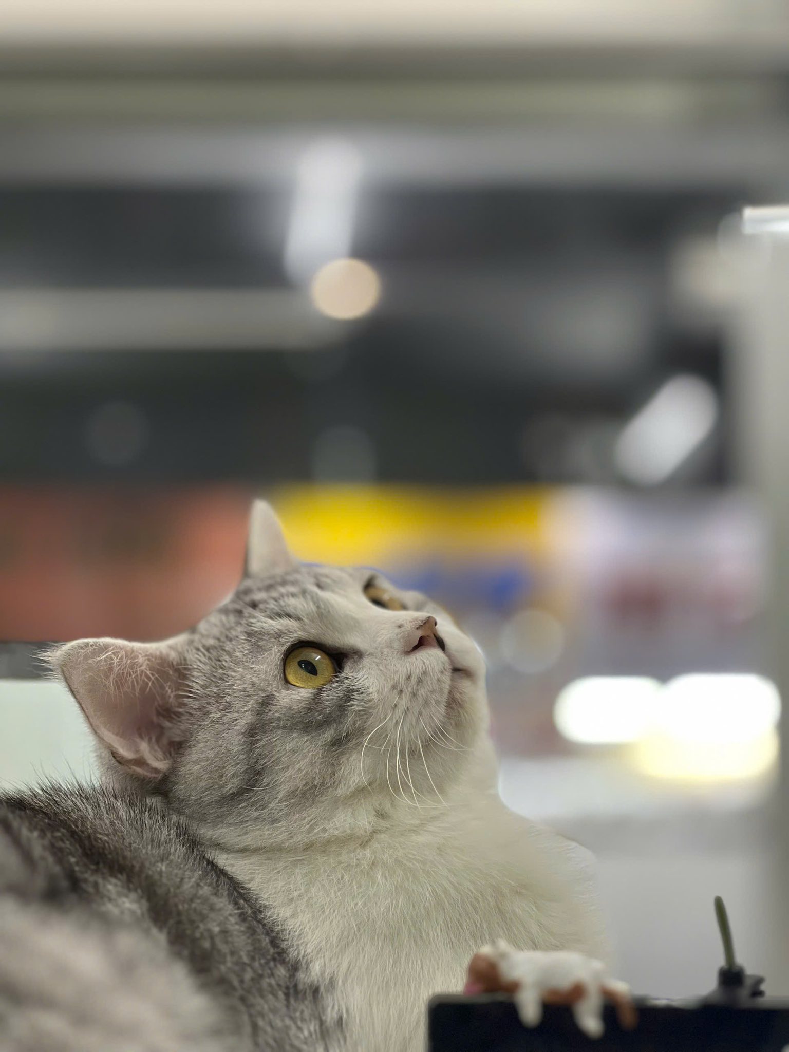 [🆕🇻🇳Hệ Thống Dịch Vụ Thú Y – AUDI PET.com 🐶🦜 Top1Pets 🐱🐠  Em y tá, kim “nhà báo” tại AUDI PET Lê Văn Sỹ, việc của em là ăn – ngủ và báo
Em khá ngoan và thân thiện
Cô chú nào thích vuốt ve, sờ soạng mèo thì cứ  , shares-1✔️ , likes-6❤️️ , date-2025-05-28 01:30:36🐶🐱🇻🇳🇻🇳🇻🇳📰🆕