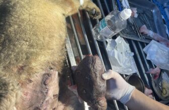 [🆕🇻🇳] Phòng Khám Thú Y Hà Đông GimoPet 🐶🦜 Top1Pets 🐱🐠 Xử lí u vú chó bà mẹ 13kg
Spa cắt tỉa cho các béMưa gió
=))) Hỗ trợ đưa đón các bé luôn ạ.hãy để chúng tôi chăm sóc thú cưng của bạn____________ , shares-0✔️ , likes-1❤️️ , date-2025-06-05 03:37:50🐶🐱🇻🇳🇻🇳🇻🇳📰🆕