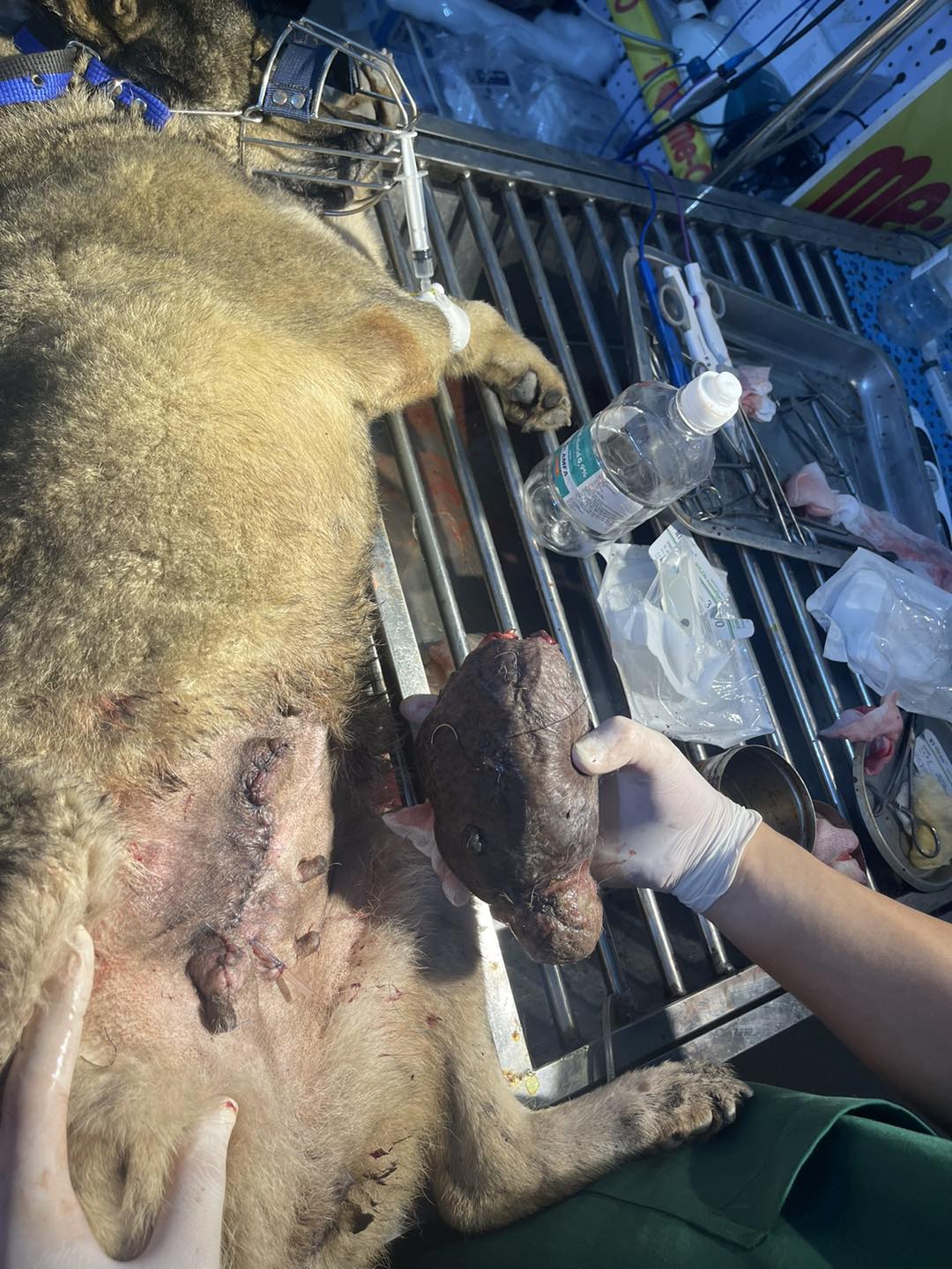 [🆕🇻🇳] Phòng Khám Thú Y Hà Đông GimoPet 🐶🦜 Top1Pets 🐱🐠 Xử lí u vú chó bà mẹ 13kg
Spa cắt tỉa cho các béMưa gió
=))) Hỗ trợ đưa đón các bé luôn ạ.hãy để chúng tôi chăm sóc thú cưng của bạn____________ , shares-0✔️ , likes-1❤️️ , date-2025-06-05 03:37:50🐶🐱🇻🇳🇻🇳🇻🇳📰🆕