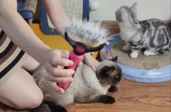 [🆕🇻🇳] Pi Sà Pet Shop – cửa hàng đồ thú cưng cao cấp, chuyên cung cấp thức ăn, phụ kiện, đồ dùng chó mèo 🐶🦜 Top1Pets 🐱🐠  , shares-0✔️ , likes-25❤️️ , date-2025-05-29 16:59:10🐶🐱🇻🇳🇻🇳🇻🇳📰🆕