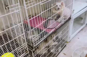 [🆕🇻🇳] Pumami Pet Shop – Cửa Hàng Chăm Sóc Thú Cưng 🐶🦜 Top1Pets 🐱🐠 Hôm nay vỡ trận tiếp,các bé qua làm đẹp đông quá trời đông.  Quý khách đặt lịch trước cho các bé để khi các bé qua shop không phải đợi lâu ạ.
Các bé ở xa  , shares-0✔️ , likes-1❤️️ , date-2025-06-01 00:52:17🐶🐱🇻🇳🇻🇳🇻🇳📰🆕