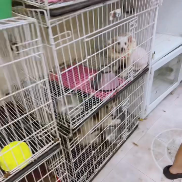 [🆕🇻🇳] Pumami Pet Shop – Cửa Hàng Chăm Sóc Thú Cưng 🐶🦜 Top1Pets 🐱🐠 Hôm nay vỡ trận tiếp,các bé qua làm đẹp đông quá trời đông.  Quý khách đặt lịch trước cho các bé để khi các bé qua shop không phải đợi lâu ạ.
Các bé ở xa  , shares-0✔️ , likes-1❤️️ , date-2025-06-01 00:52:17🐶🐱🇻🇳🇻🇳🇻🇳📰🆕