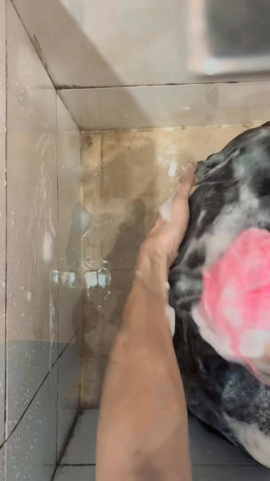 [🆕🇻🇳] Pet Sky – Spa & Hotel 🐶🦜 Top1Pets 🐱🐠 Cạo xong cái lông là mát luônnn  , shares-0✔️ , likes-2❤️️ , date-2025-06-24 00:09:47🐶🐱🇻🇳🇻🇳🇻🇳📰🆕