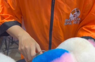 [🆕🇻🇳] Bắp Lùn Pet Spa – Chăm sóc thú cưng 🐶🦜 Top1Pets 🐱🐠 Học viên lần đầu tiên thực hành cắt tỉa + nhuộm trái tim 2 màu trên lông thú cưng,như vậy là quá xuất sắc rồi e ơiiĐịa chỉ :272/11 đường 30/4 Chánh Nghĩ , shares-0✔️ , likes-13❤️️ , date-2025-06-05 19:33:26🐶🐱🇻🇳🇻🇳🇻🇳📰🆕