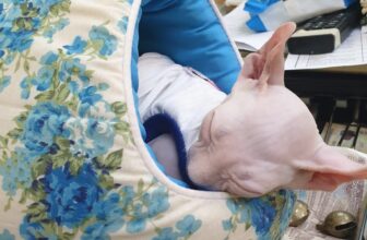 [🆕🇻🇳] Pet Vet 🐶🦜 Top1Pets 🐱🐠 Con gái rượu của nhà petvet. Iu lắm cái nết ngủ này luôn.
, shares-0✔️ , likes-2❤️️ , date-2025-05-13 02:33:31🐶🐱🇻🇳🇻🇳🇻🇳📰🆕