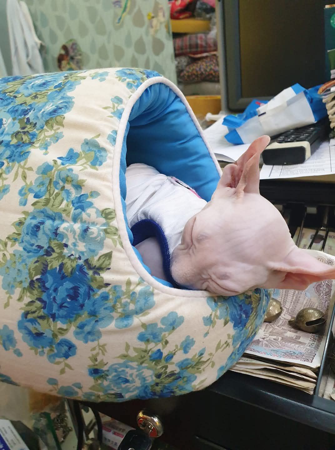 [🆕🇻🇳] Pet Vet 🐶🦜 Top1Pets 🐱🐠 Con gái rượu của nhà petvet. Iu lắm cái nết ngủ này luôn.
, shares-0✔️ , likes-2❤️️ , date-2025-05-13 02:33:31🐶🐱🇻🇳🇻🇳🇻🇳📰🆕