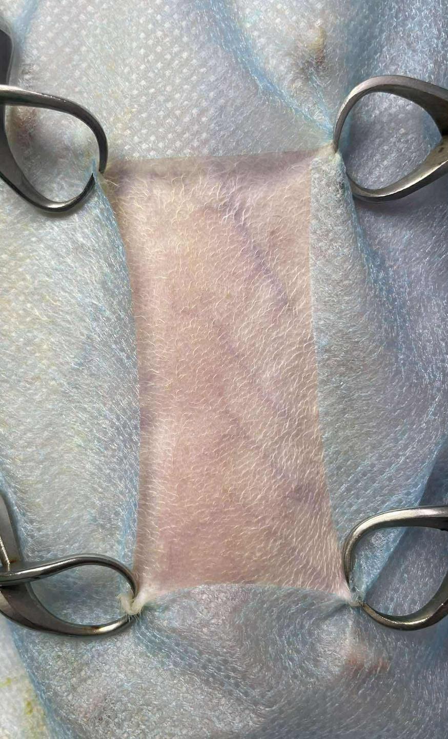 [🆕🇻🇳] Phòng khám Thú Y Hà Nam 🐶🦜 Top1Pets 🐱🐠  Triệt sản Chó Mèo uy tín tại HANAMVET
———————
Triệt Sản Chó Mèo: Vì Yêu Thương, Vì Sức Khỏe!
Triệt sản không chỉ là một thủ thuật đơn giả , shares-6✔️ , likes-5❤️️ , date-2025-06-20 18:25:05🐶🐱🇻🇳🇻🇳🇻🇳📰🆕