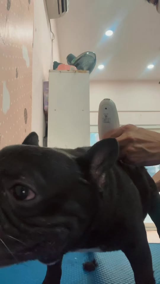 [🆕🇻🇳] Pet Sky – Spa & Hotel 🐶🦜 Top1Pets 🐱🐠 Có tí lông cũng cạo của người ta đi  , shares-0✔️ , likes-1❤️️ , date-2025-06-24 00:07:18🐶🐱🇻🇳🇻🇳🇻🇳📰🆕