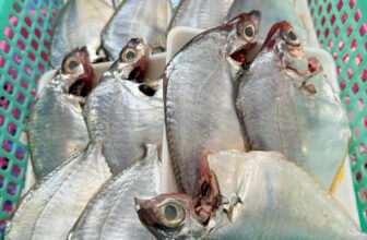 [🆕🇻🇳] Hải Sản Phú Yên Giá Rẻ – Vựa hải sản tươi sạch 247  🍔 Top1Food  🍜 CÁ LIỆT LƯỚI GHE VÔ TƯƠI KHÔNG CẦN TƯỚI
Giá: 180k/kg (Size 4-6con/kg)
• Liệt lưới lên tươi ngon, thơm thịt.
• Cá tươi cong, mắt sáng bao tươi
• Liệt kho mặ , shares-1✔️ , likes-5❤️️ , date-2025-06-23 17:23:23🇻🇳🇻🇳🇻🇳📰🆕