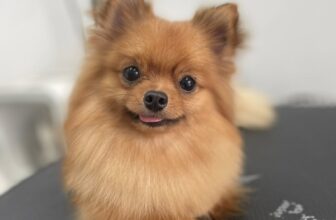 [🆕🇻🇳] THƠM – tiệm làm đẹp thú cưng 🐶🦜 Top1Pets 🐱🐠 Đẹp trai, thơm tho thì có bao nhiêu em ghệ mới xứng đây
————————————–
𝐓𝐇𝐎̛𝐌 chuyên:
Spa thú cưng
Dịch vụ trông giữ- Hotel
Pets , shares-1✔️ , likes-1❤️️ , date-2025-06-25 17:31:26🐶🐱🇻🇳🇻🇳🇻🇳📰🆕