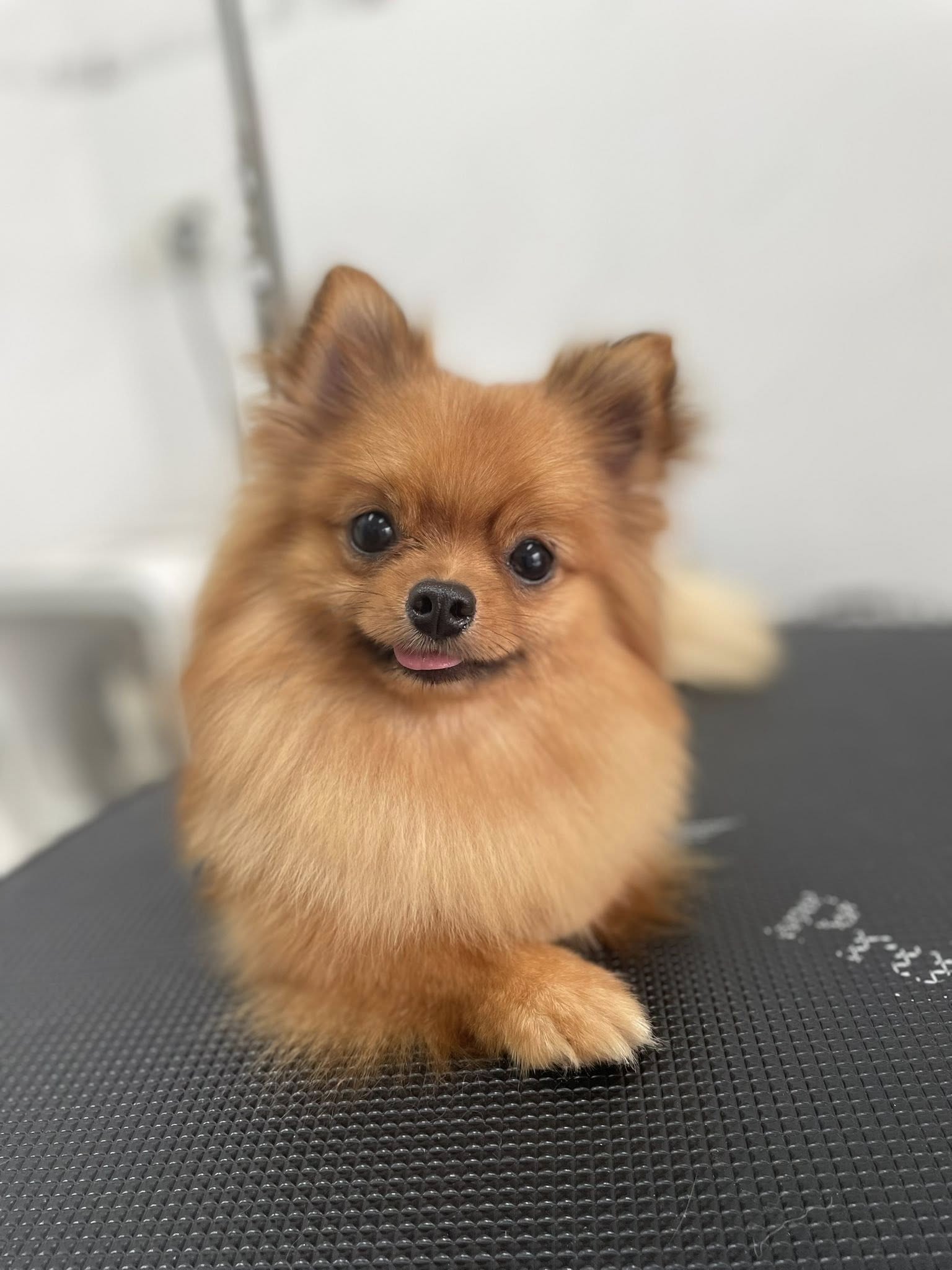 [🆕🇻🇳] THƠM – tiệm làm đẹp thú cưng 🐶🦜 Top1Pets 🐱🐠 Đẹp trai, thơm tho thì có bao nhiêu em ghệ mới xứng đây
————————————–
𝐓𝐇𝐎̛𝐌 chuyên:
Spa thú cưng
Dịch vụ trông giữ- Hotel
Pets , shares-1✔️ , likes-1❤️️ , date-2025-06-25 17:31:26🐶🐱🇻🇳🇻🇳🇻🇳📰🆕