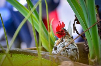 [☕️🇻🇳] KUMO CHAN Coffee and Garden 🥤 Top1Coffee ☕️  Góc “cục tác” dễ thương tại KumoChan
Ai bảo quán cà phê chỉ có trà sữa và bánh ngọt? Ở KumoChan, tụi mình còn có một “anh bạn  , shares-0✔️ , likes-6❤️️ , date-2025-06-29 18:28:00🇻🇳🇻🇳🇻🇳📰🆕