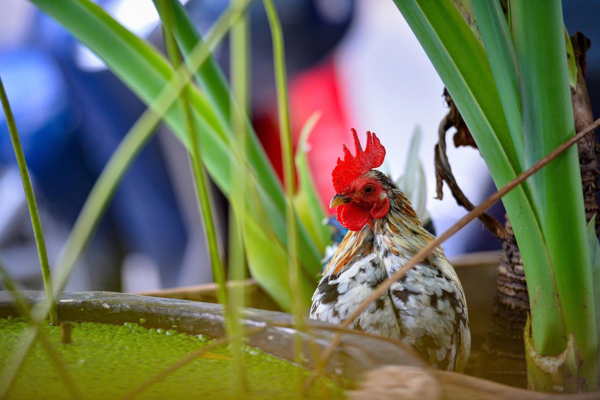 [☕️🇻🇳] KUMO CHAN Coffee and Garden 🥤 Top1Coffee ☕️  Góc “cục tác” dễ thương tại KumoChan
Ai bảo quán cà phê chỉ có trà sữa và bánh ngọt? Ở KumoChan, tụi mình còn có một “anh bạn  , shares-0✔️ , likes-6❤️️ , date-2025-06-29 18:28:00🇻🇳🇻🇳🇻🇳📰🆕