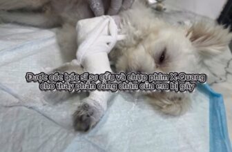 [🆕🇻🇳] Bệnh viện thú y Pet Home 🐶🦜 Top1Pets 🐱🐠  , shares-0✔️ , likes-1❤️️ , date-2025-06-30 23:41:25🐶🐱🇻🇳🇻🇳🇻🇳📰🆕