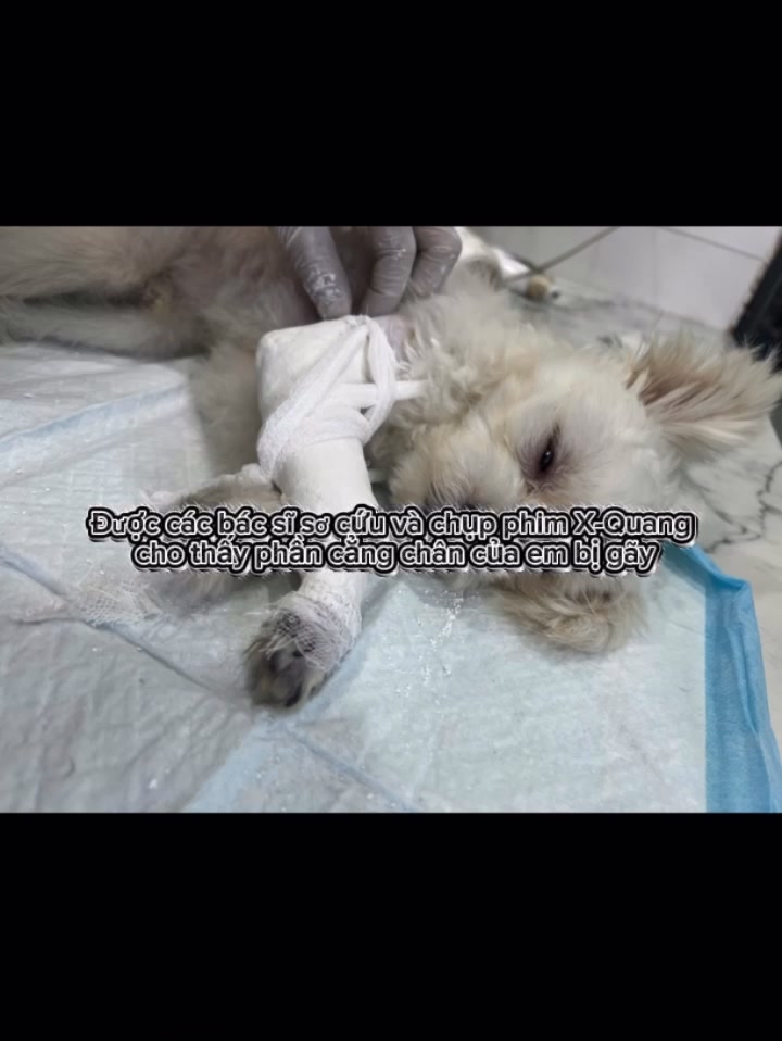 [🆕🇻🇳] Bệnh viện thú y Pet Home 🐶🦜 Top1Pets 🐱🐠  , shares-0✔️ , likes-1❤️️ , date-2025-06-30 23:41:25🐶🐱🇻🇳🇻🇳🇻🇳📰🆕