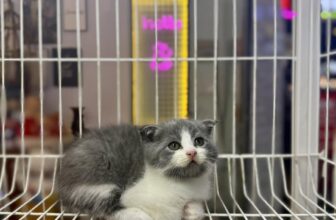 [🆕🇻🇳] 𝐍𝐀𝐎𝐌𝐈 𝐏𝐄𝐓 𝐒𝐇𝐎𝐏 – Dịch Vụ Thú Cưng, Bà Rịa 🐶🦜 Top1Pets 🐱🐠 Meo Meo Meo  bế em đi ạ  Các Bé    Mèo Aln + Ald có sẵn tại Shop ạ
Các bé đợi đc đón nè sen ơi𝐍𝐀𝐎𝐌𝐈 𝐏𝐄𝐓 𝐒𝐇𝐎𝐏 – 𝐃𝐢̣𝐜𝐡 𝐕𝐮̣ 𝐓𝐡𝐮́ 𝐂𝐮̛𝐧𝐠𝐏𝐞𝐭 𝐒𝐡𝐨𝐩, 𝐏𝐞𝐭  , shares-0✔️ , likes-1❤️️ , date-2025-07-01 03:29:18🐶🐱🇻🇳🇻🇳🇻🇳📰🆕