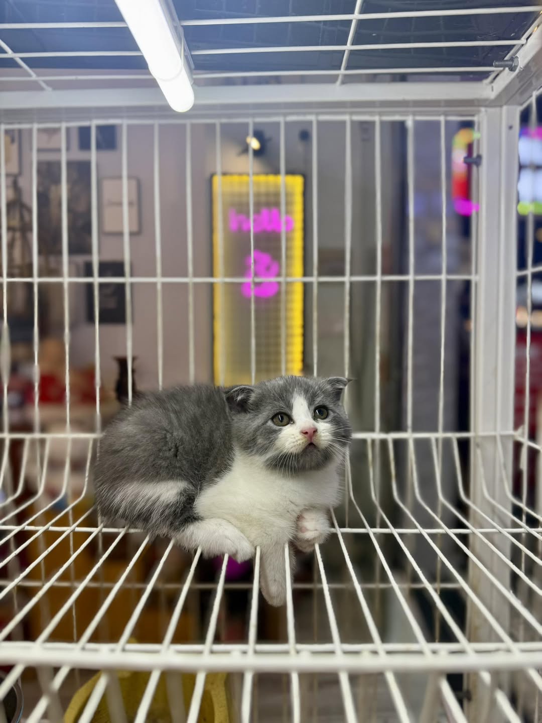 [🆕🇻🇳] 𝐍𝐀𝐎𝐌𝐈 𝐏𝐄𝐓 𝐒𝐇𝐎𝐏 – Dịch Vụ Thú Cưng, Bà Rịa 🐶🦜 Top1Pets 🐱🐠 Meo Meo Meo  bế em đi ạ  Các Bé    Mèo Aln + Ald có sẵn tại Shop ạ
Các bé đợi đc đón nè sen ơi𝐍𝐀𝐎𝐌𝐈 𝐏𝐄𝐓 𝐒𝐇𝐎𝐏 – 𝐃𝐢̣𝐜𝐡 𝐕𝐮̣ 𝐓𝐡𝐮́ 𝐂𝐮̛𝐧𝐠𝐏𝐞𝐭 𝐒𝐡𝐨𝐩, 𝐏𝐞𝐭  , shares-0✔️ , likes-1❤️️ , date-2025-07-01 03:29:18🐶🐱🇻🇳🇻🇳🇻🇳📰🆕