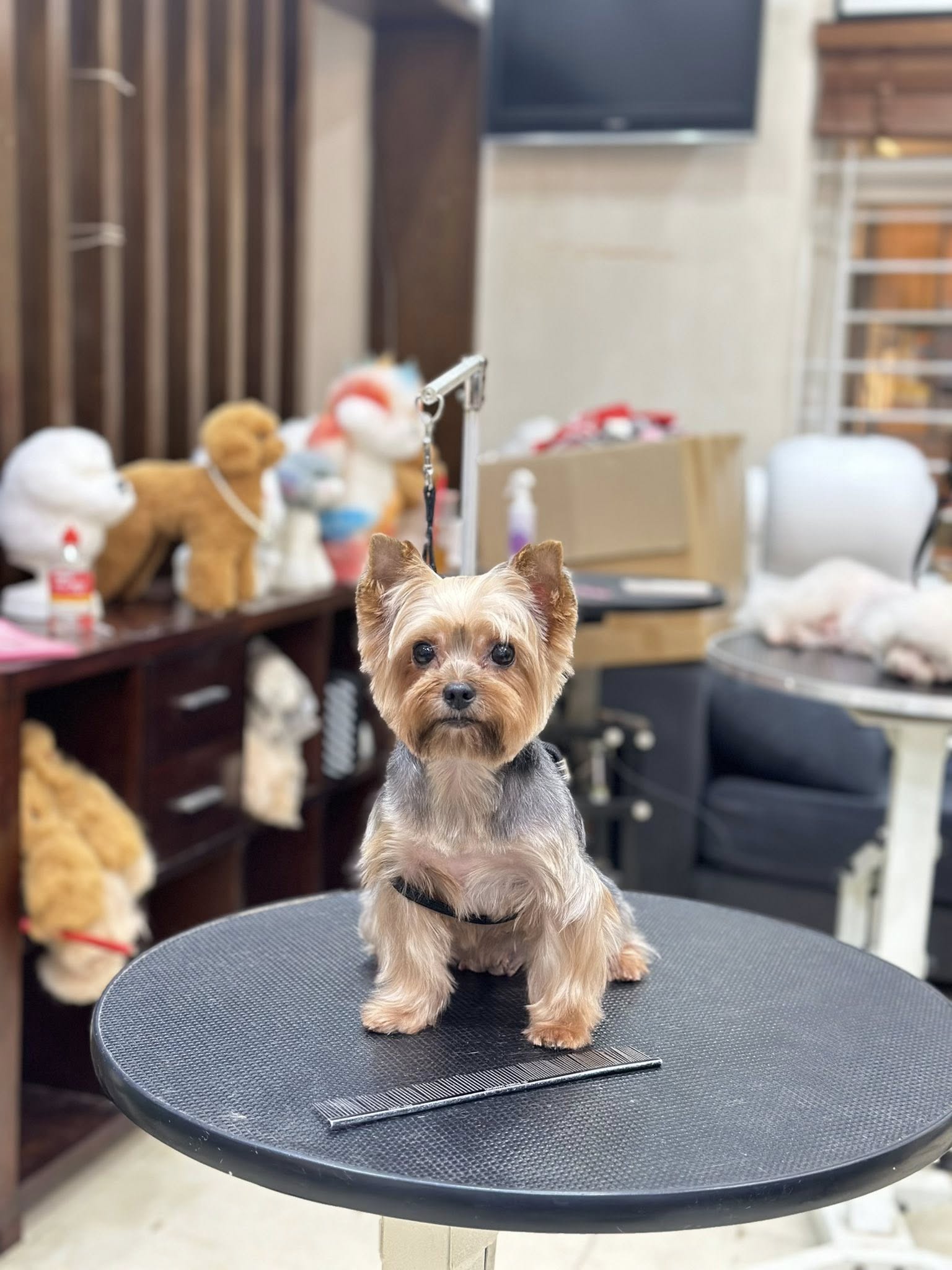 [🆕🇻🇳] Lanlan Pet- Pets Teach Peace Happiness (Biệt Thự 38 – Lô N.09, Khu Đô Thị Sài Đồng, Long Biên, Hà Nội) 🐶🦜 Top1Pets 🐱🐠 MUỐN BOSS ĐẸP, GHÉ LANLAN PET LONG BIÊN NGAYHotline/Zalo: 0⃣9⃣7⃣8⃣6⃣3⃣7⃣3⃣7⃣4⃣C , shares-0✔️ , likes-1❤️️ , date-2025-08-08 19:49:09🐶🐱🇻🇳🇻🇳🇻🇳📰🆕