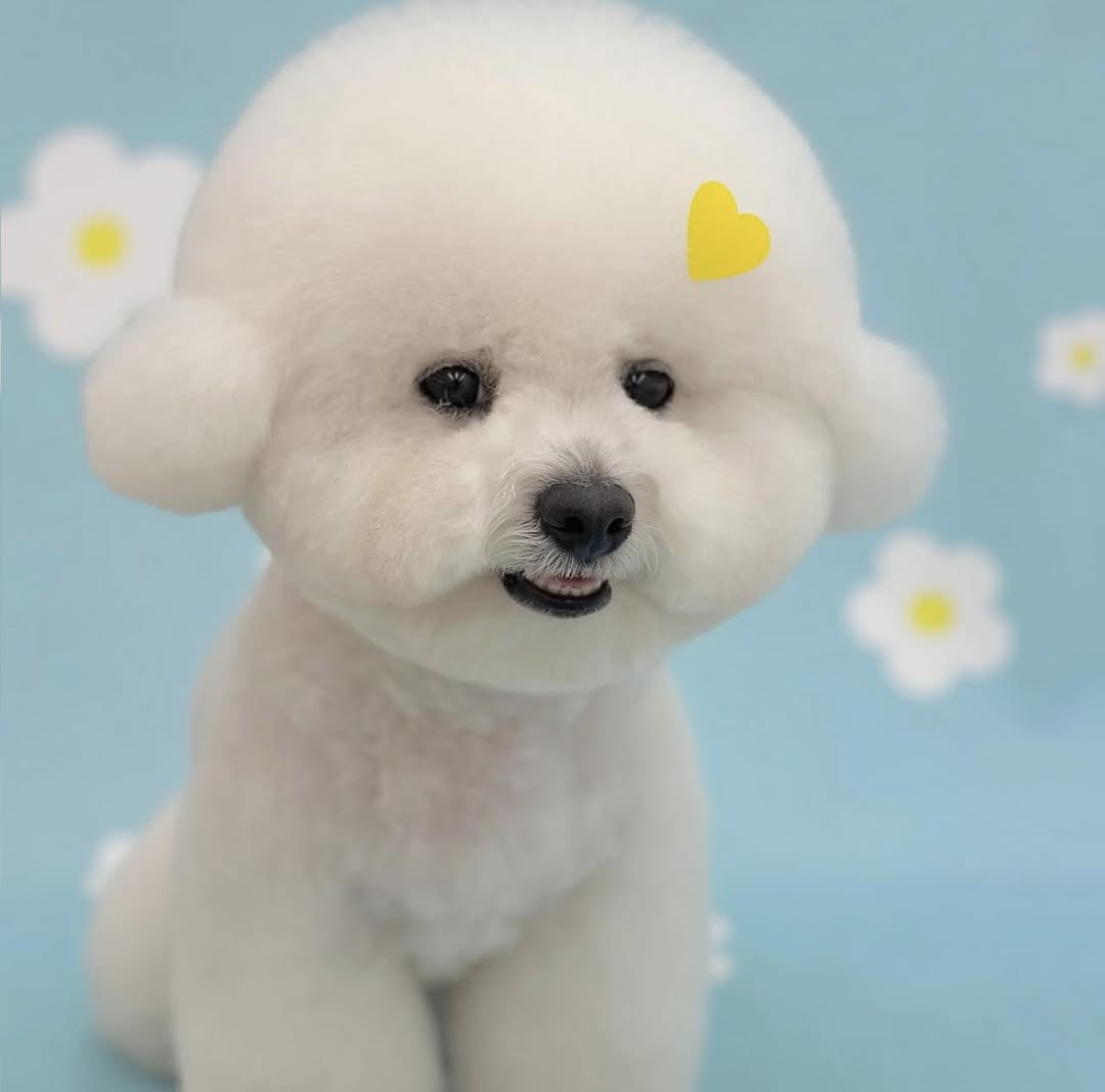 [🆕🇻🇳] Cengrooming – Tiệm làm đẹp thú cưng 🐶🦜 Top1Pets 🐱🐠  THÔNG BÁO NGHỈ
CenGrooming xin thông báo đến quý khách:Tiệm sẽ tạm nghỉ 3 ngày vào:
Thứ Hai, Thứ Ba, Thứ Tư
Ngày 07, 08, 09 tháng 7 năm 2025Trong  , shares-0✔️ , likes-7❤️️ , date-2025-07-06 18:12:37🐶🐱🇻🇳🇻🇳🇻🇳📰🆕