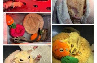 [🆕🇻🇳] Thú Y Thảo Trần – Thao Tran Vet Clinic 🐶🦜 Top1Pets 🐱🐠 Mấy anh em sóc bay rủ nhau đi triệt sảnThú Y Thảo Trần – Thảo Trần Vet Clinic
106 Trần Phú, P.4, Q.5
0968 357 106
Giờ làm việc: 9h – 21h
, shares-1✔️ , likes-4❤️️ , date-2025-07-06 22:45:29🐶🐱🇻🇳🇻🇳🇻🇳📰🆕