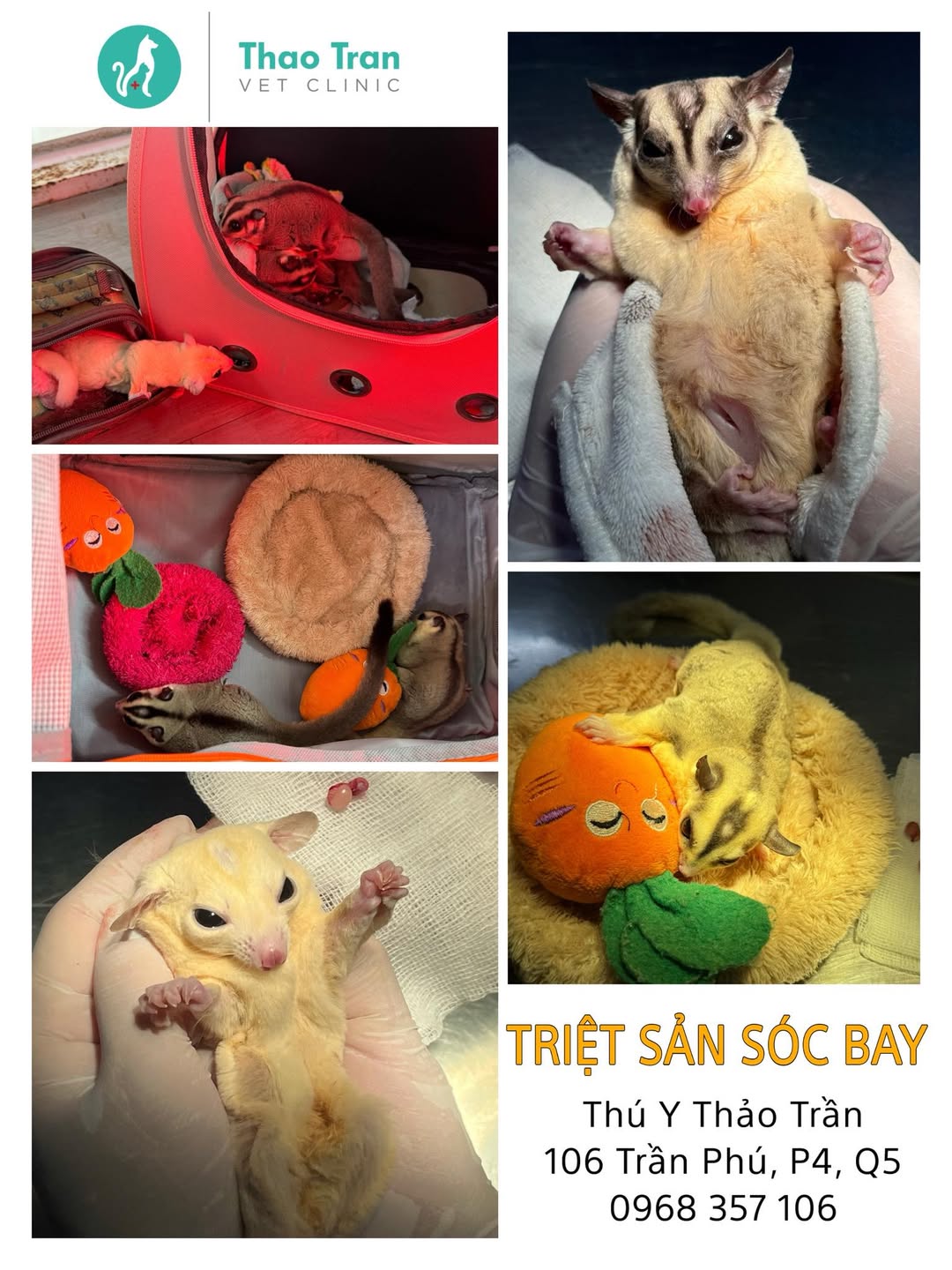 [🆕🇻🇳] Thú Y Thảo Trần – Thao Tran Vet Clinic 🐶🦜 Top1Pets 🐱🐠 Mấy anh em sóc bay rủ nhau đi triệt sảnThú Y Thảo Trần – Thảo Trần Vet Clinic
106 Trần Phú, P.4, Q.5
0968 357 106
Giờ làm việc: 9h – 21h
, shares-1✔️ , likes-4❤️️ , date-2025-07-06 22:45:29🐶🐱🇻🇳🇻🇳🇻🇳📰🆕