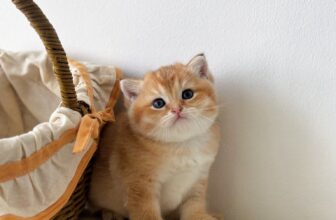 [🆕🇻🇳] Paws Pet House 🐶🦜 Top1Pets 🐱🐠 𝑪𝒉𝒊̉ 𝒕𝒖̛̀ 𝟑 𝒄𝒂́ 𝒍𝒂̀ 𝒅𝒐́𝒏 𝒄𝒂́𝒄 𝒃𝒆́Các bé từ 2 tháng tuổi đang đợi ba mẹ đón ạ .
Tim chủng đầy đủ .
Bảo hiểm sức khỏe .
Phả WCF nếu có yêu cầu
Tặng  , shares-0✔️ , likes-111❤️️ , date-2025-07-08 22:55:14🐶🐱🇻🇳🇻🇳🇻🇳📰🆕