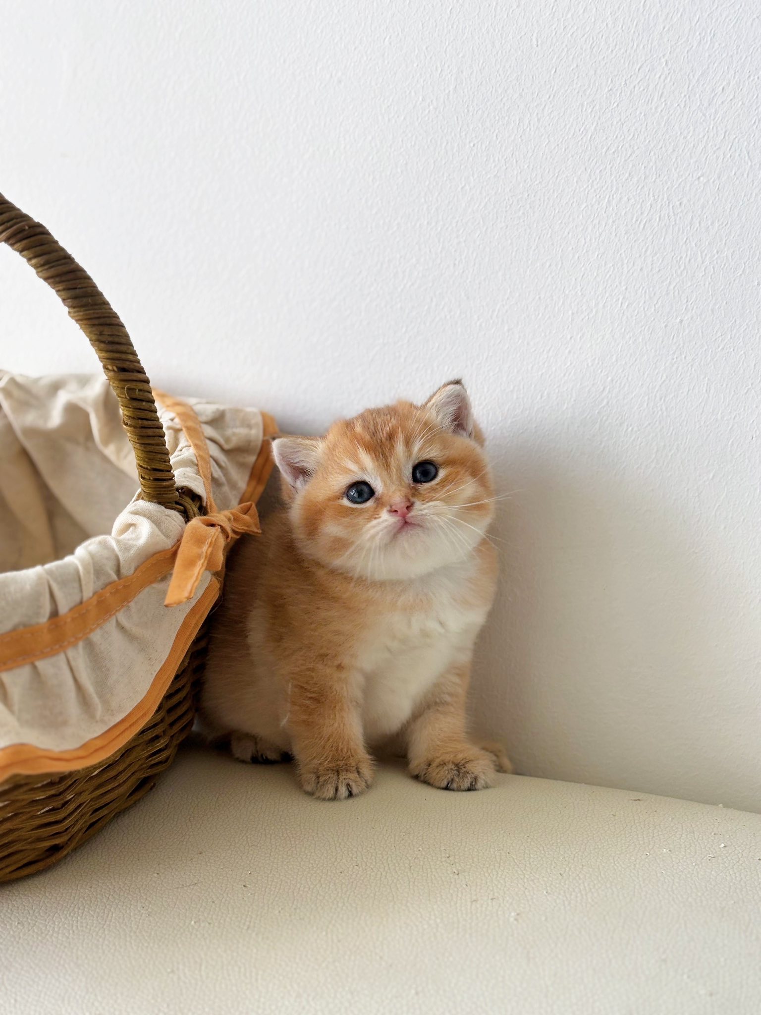 [🆕🇻🇳] Paws Pet House 🐶🦜 Top1Pets 🐱🐠 𝑪𝒉𝒊̉ 𝒕𝒖̛̀ 𝟑 𝒄𝒂́ 𝒍𝒂̀ 𝒅𝒐́𝒏 𝒄𝒂́𝒄 𝒃𝒆́Các bé từ 2 tháng tuổi đang đợi ba mẹ đón ạ .
Tim chủng đầy đủ .
Bảo hiểm sức khỏe .
Phả WCF nếu có yêu cầu
Tặng  , shares-0✔️ , likes-111❤️️ , date-2025-07-08 22:55:14🐶🐱🇻🇳🇻🇳🇻🇳📰🆕