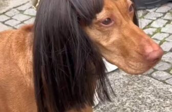 [🆕🇻🇳] Paws’ Smile – Pet Salon Đà Nẵng 🐶🦜 Top1Pets 🐱🐠 Cẩu tỷ
, shares-0✔️ , likes-1❤️️ , date-2025-07-17 19:33:15🐶🐱🇻🇳🇻🇳🇻🇳📰🆕